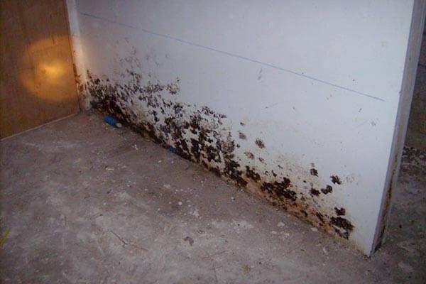 Basement mold