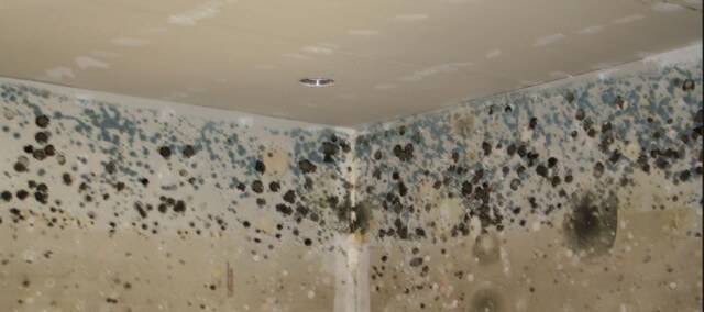 Mold on ceiling