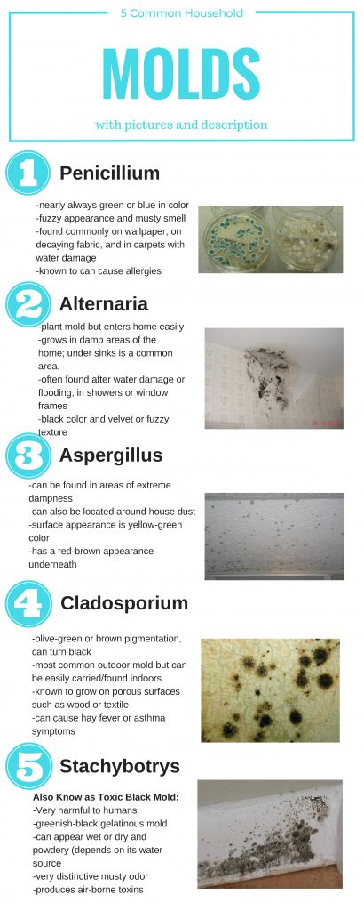 5 common household mold infographic for blog