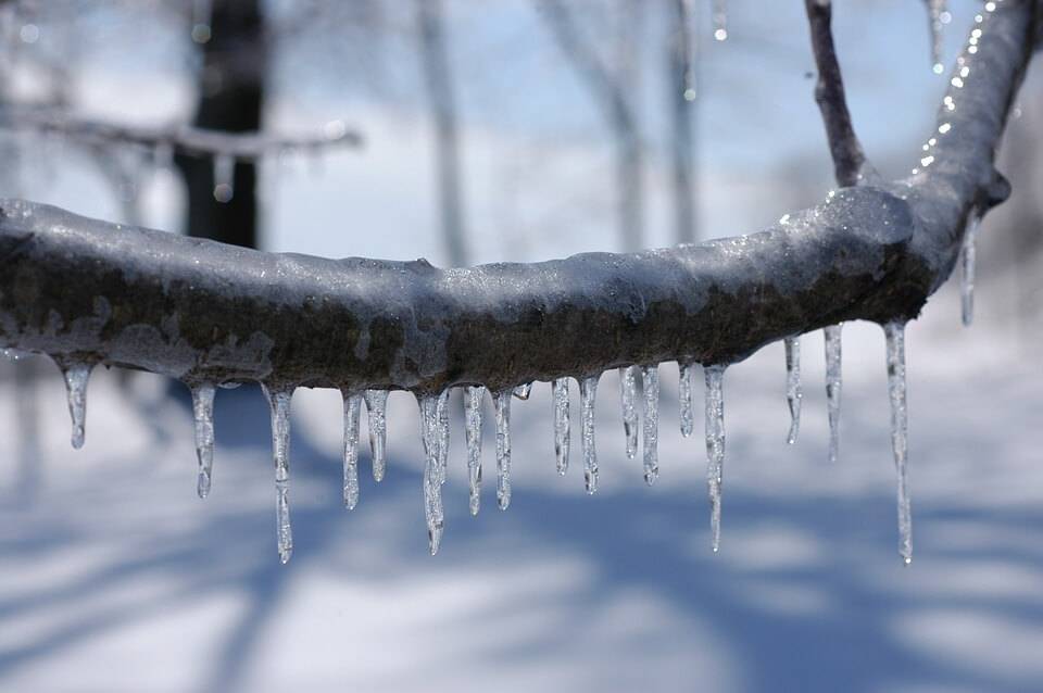 Branches covered ice.