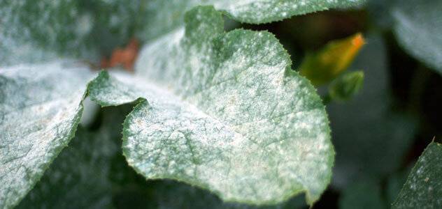 Mildew on leaves