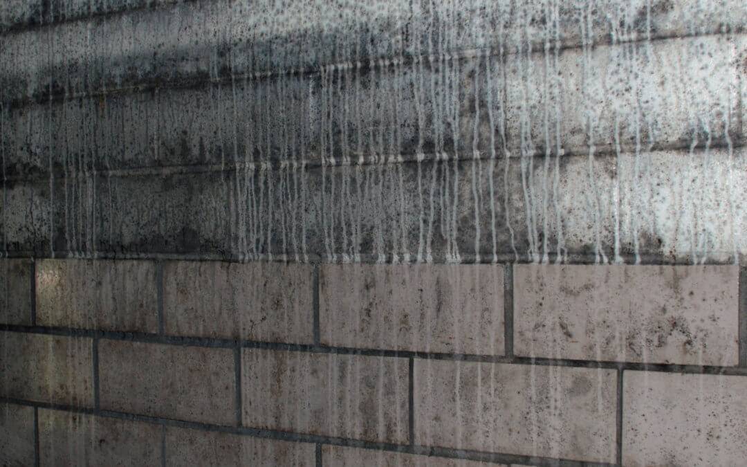 Mold covered walls