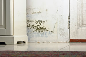 black mold spots on wall