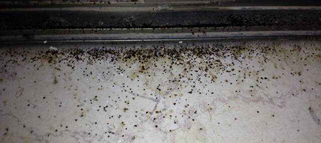Mold