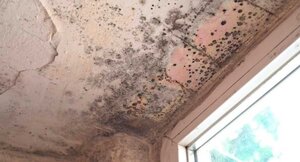 Visible dark colored mold on ceiling needing mold mitigation and removal