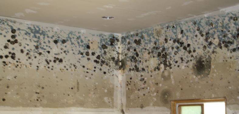 Mold