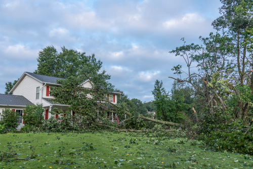 tree fallen on house