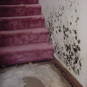 Mold on a wall next to a staircase